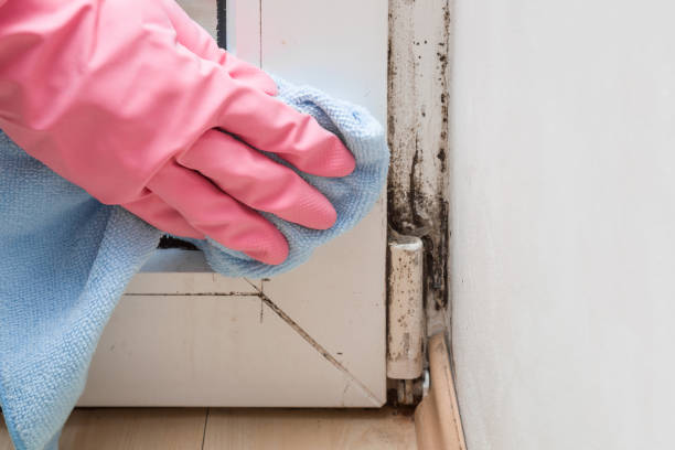 Best Commercial Mold Inspection  in USA